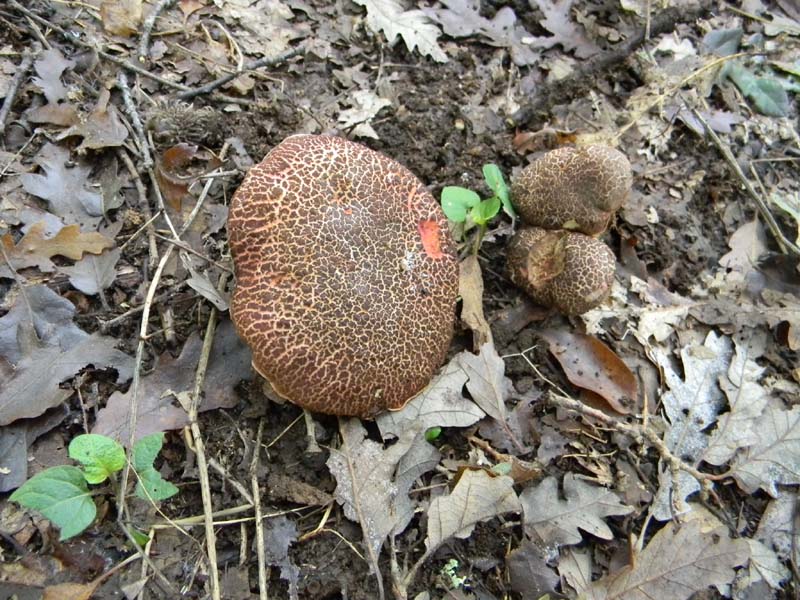 1�gruppo ritrovamenti del 15.10.2010.